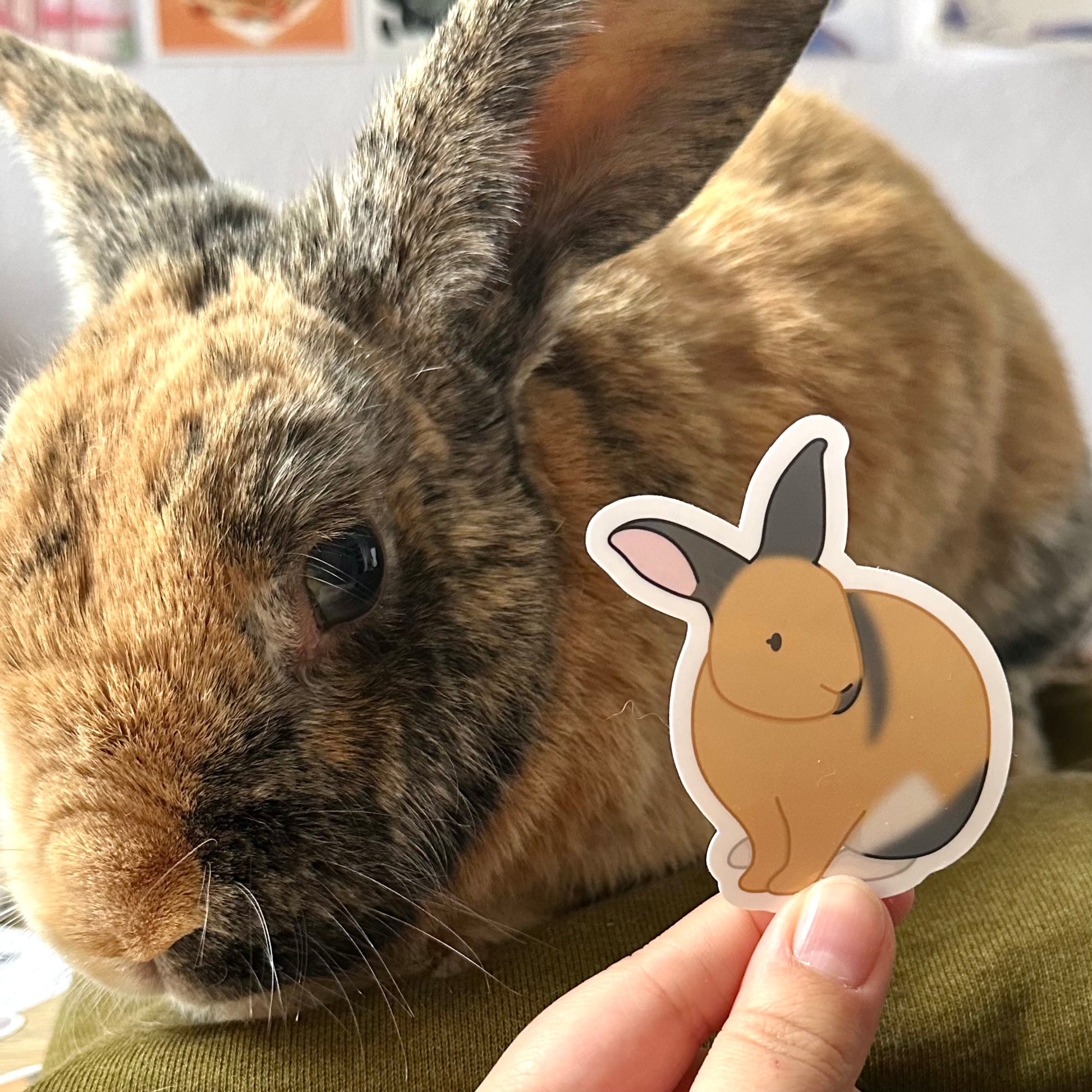 A harlequin bunny looks left of the camera. Next to his head is a hand holding a sticker. It is an illustration of a harlequin bunny sitting, with his ears up, facing right. The bunny is tan, white, and grey. Sticker is glossy and 2.4 x 2.9 inches.