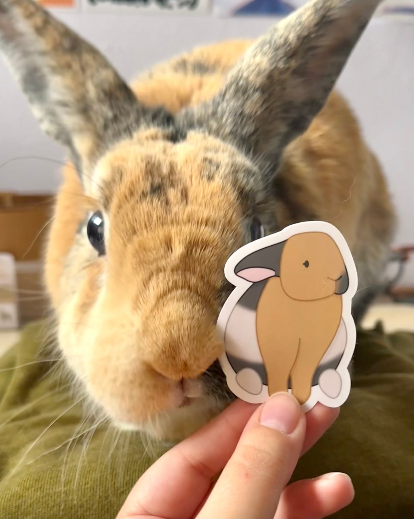 A harlequin bunny faces the camera. Next to his face is a hand holding a sticker. The sticker features an illustration of a harlequin bunny sitting. The bunny illustration is tan, white, and grey. Sticker is glossy and 1.9 x 2.6 inches.