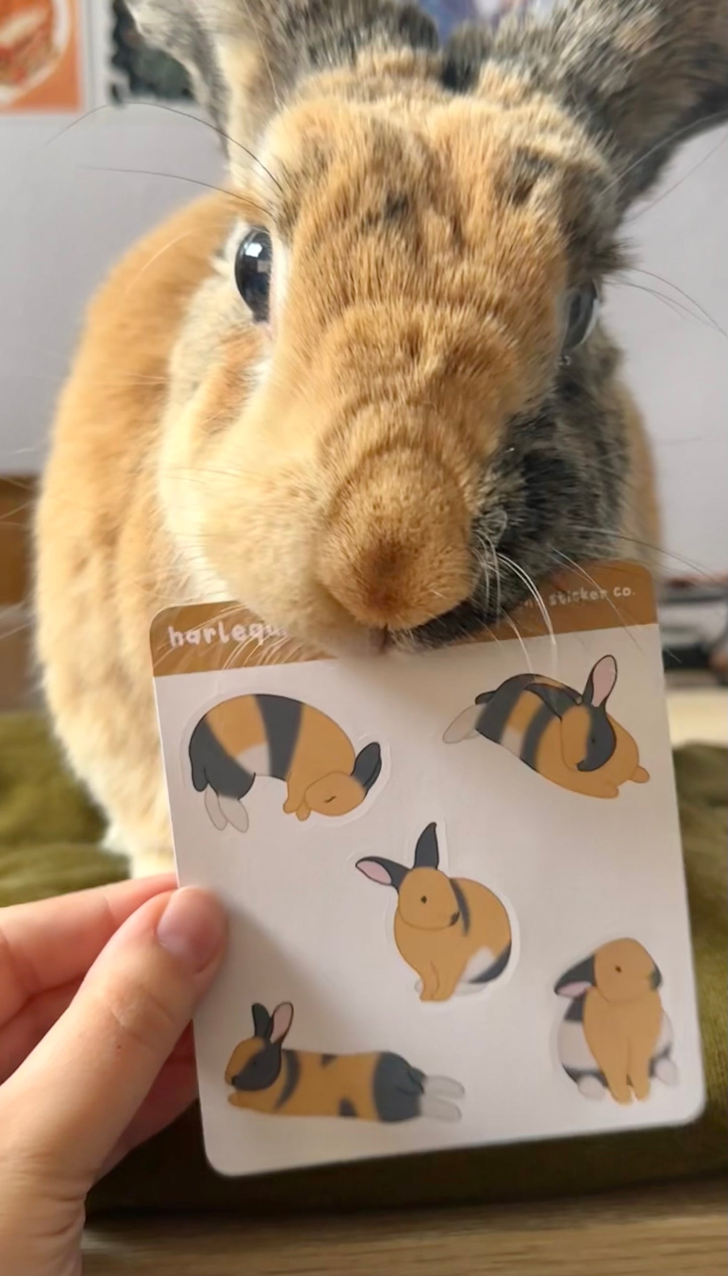 Sticker sheet being help up in front of a harlequin rabbit. The bunny is looking down at the sticker sheet, which is held right underneath his chin.