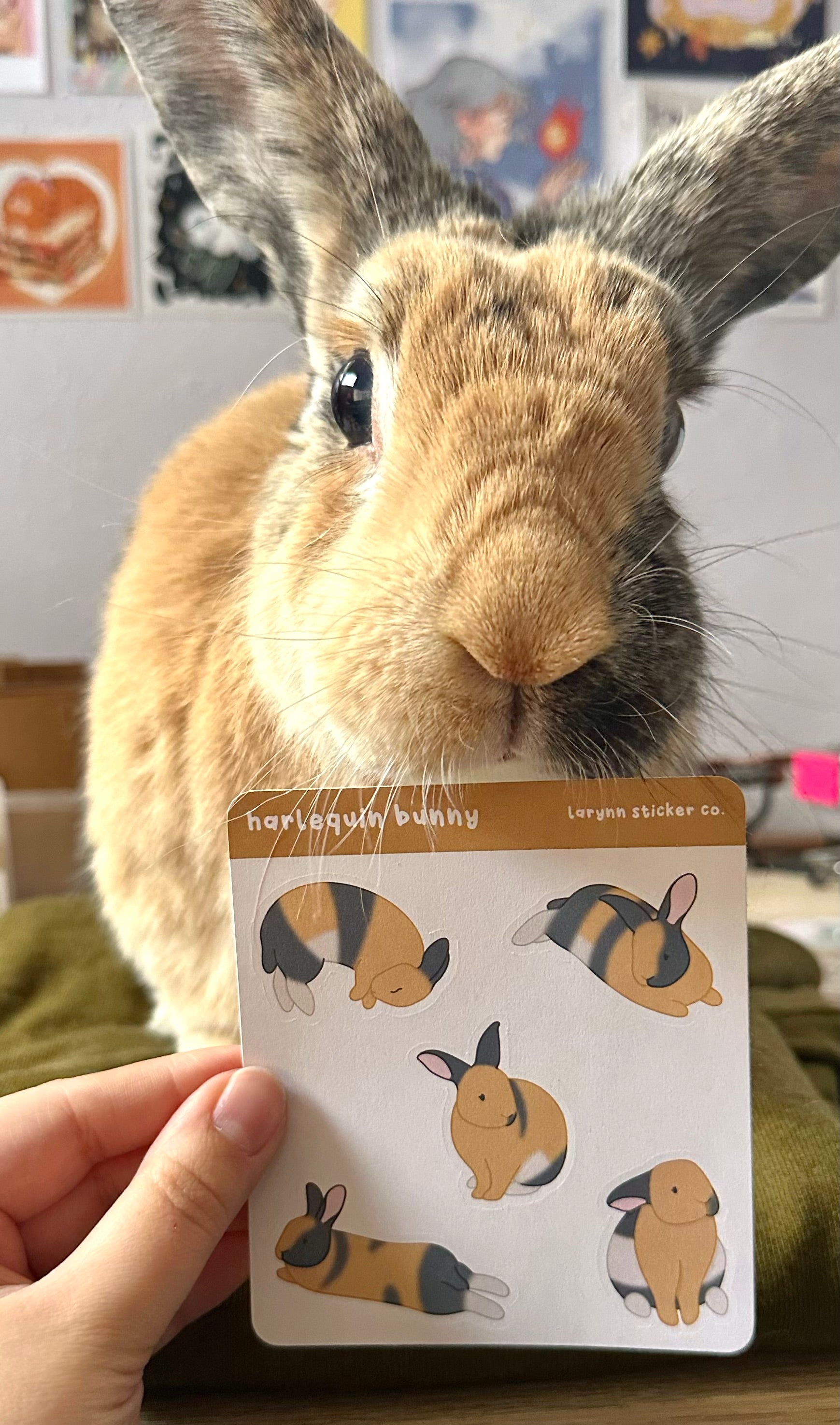 Sticker sheet being help up in front of a harlequin rabbit. The bunny is looking into the camera, and the sticker sheet is held just underneath his chin.